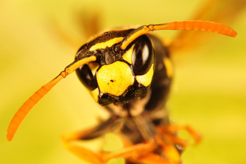 Hornet portrait, Bee portrait macro