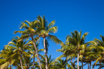 Obraz premium nice palm trees in the blue sunny sky