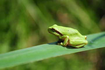 Hyla arborea, tree frog