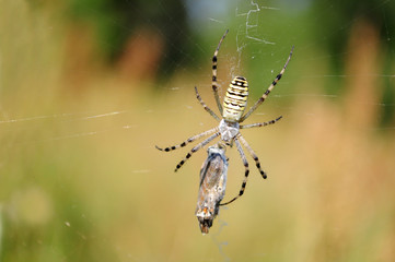 Wasp spider with the butterfly victim, Argiope bruennichi