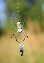 Argiope bruennichi, Yellow black spider with prey