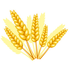 wheat spikelets
