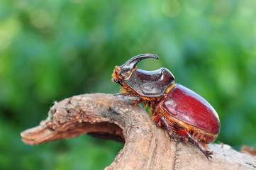 Oryctes nasicornis, beetle