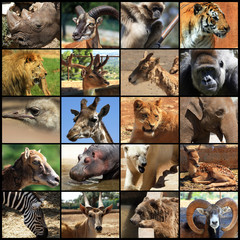 Obraz premium animals collage