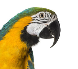 Close-up of a Blue-and-yellow Macaw, isolated on white