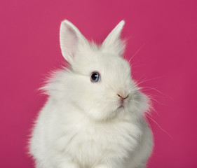 Rabbit on pink background