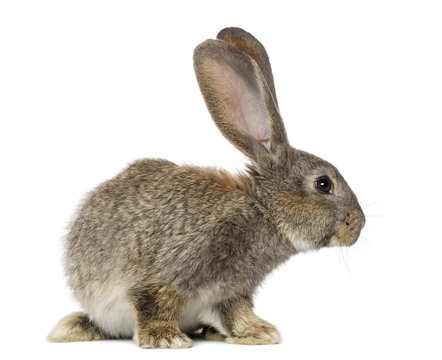 Rabbit, isolated on white