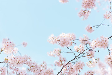 桜　晴天　青空