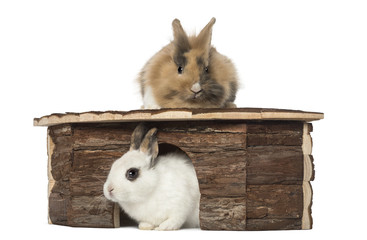 Obraz premium Rabbit around a shelter