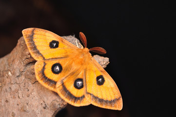 Obraz premium Emperor moth, Aglia tau