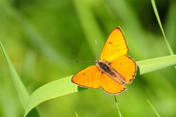 red butterfly Scarce Copper, Lycaena virgaureae