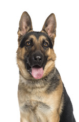 German Shepherd Dog (1 year old)