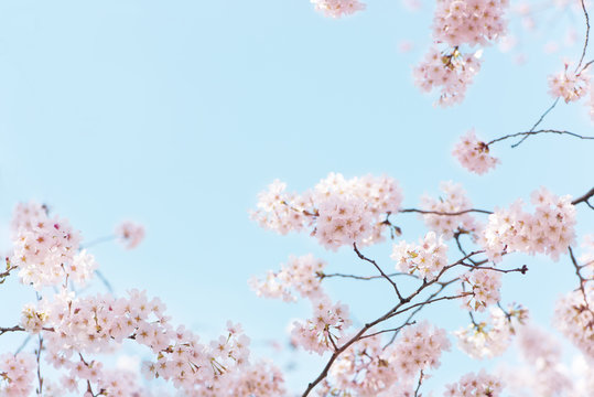 桜　晴天　青空