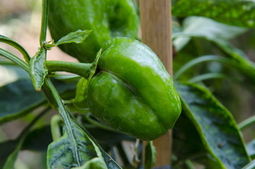 Green vagetables in a farm.