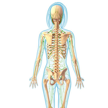 Anatomy of female lymphatic system with skeleton