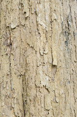 Wooden texture