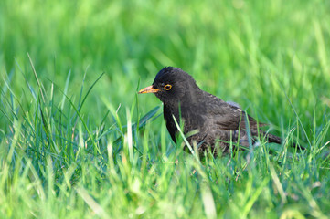 Obraz premium Turdus merula