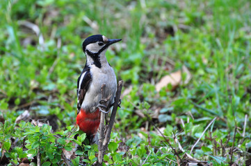 Great spotted woodpecker, Dendrocopos major