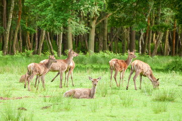 Naklejka na ściany i meble red deer grazing in woodland - focus only on nearest deer