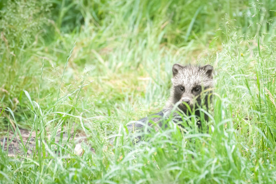 magnut raccoon dog hiding in grassy undergrowth