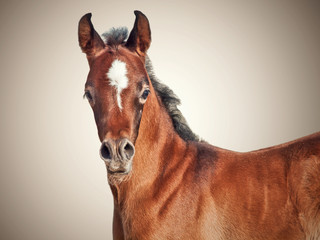 beautiful purebred arabian little foal isolated