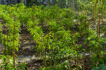 Green vagetables in a farm.