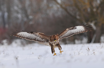 Common buzzard