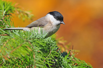 Marsh tit