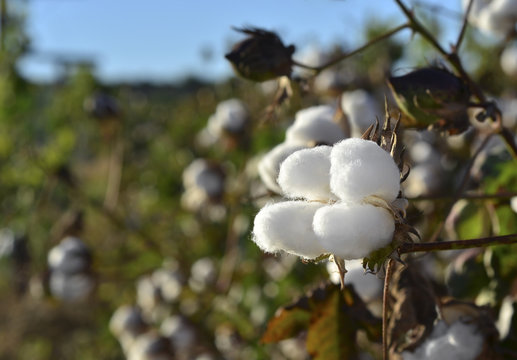 Cotton field ready to harvest