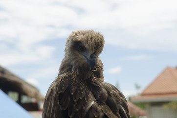 Falco, single female on post