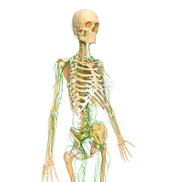 3d Anatomy of female lymphatic system with skeleton