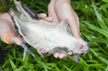 Obraz premium Flying squirrel in the hands of researchers.