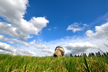 Fototapete bei efototapeten.de bestellen   