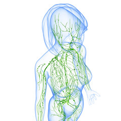 Anatomy of female lymphatic system