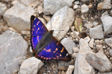 Apatura metis, Purple emperor