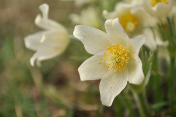 Pasque flowers, white version, Pulsatilla patens