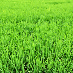 Paddy Rice Fields