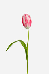 tulip