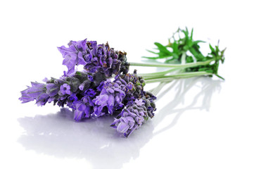 Fototapeta premium lavender flowers