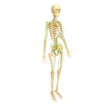 3d Anatomy of  skeleton with lymphatic system