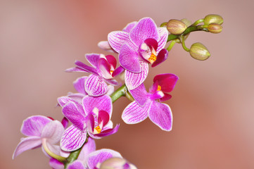 Phalaenopsis, Orchid isolated on soft background, pink orchid