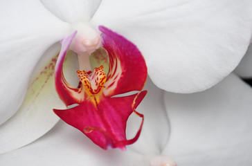 Phalaenopsis, Orchid isolated