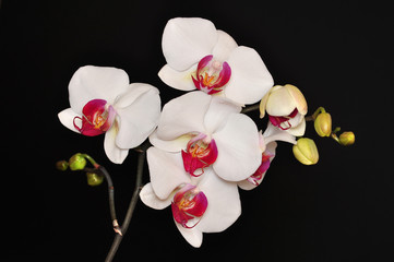 Fototapeta na wymiar Phalaenopsis, Orchid isolated on black background