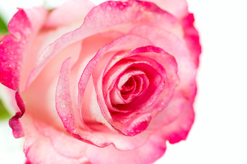 Fototapeta na wymiar Fresh pink roses on white