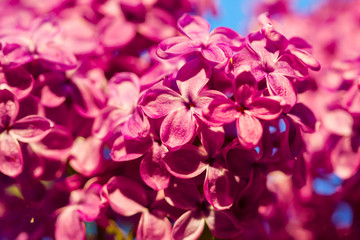 lilac flower blossom tree