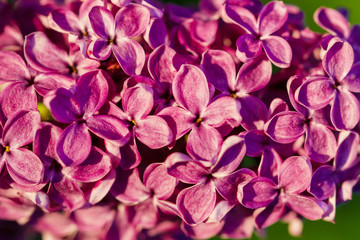 lilac flower blossom tree