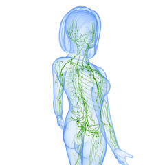 3d Anatomy of female lymphatic system