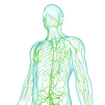 Anatomy of male lymphatic system
