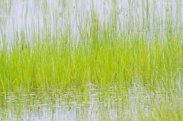 Rice field in Green