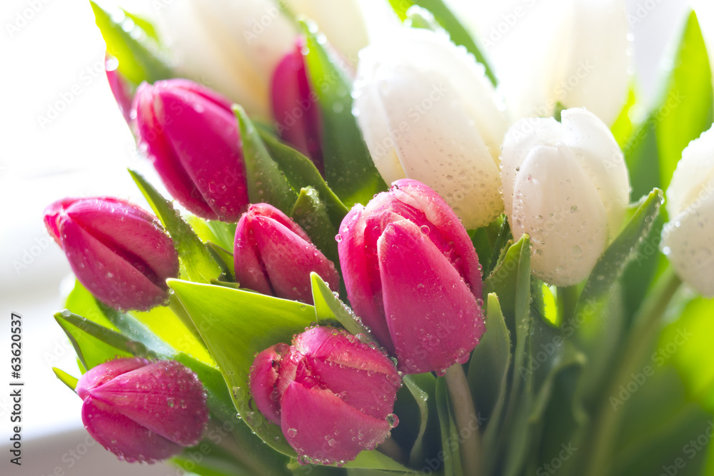 Wall mural fresh tulips